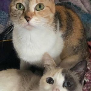 Meet your Posher, Collette